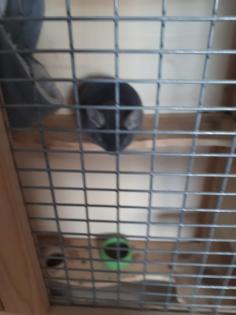Verkaufe 2 Chinchilla männchen