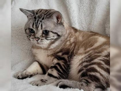 BKH-Kitten- Weibchen-Stammbaum