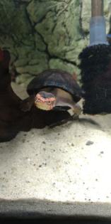 Kinosternon Cruentatum Rotwangen Klappschildkröte Guatemala
