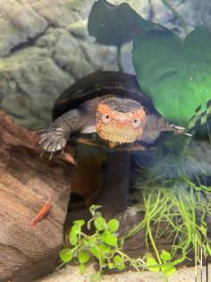 Kinosternon Cruentatum Rotwangen Klappschildkröte Guatemala