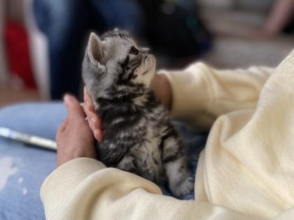 BKH-Kitten- Weibchen-Stammbaum