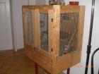 Verschenke 5 DEGUS auch Jungtiere dabei