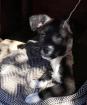 Juti sucht ein passendes Zuhause