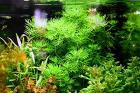 Wasserprimel Aquarienpflanze Versand/ Abholung