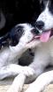 Bailey sucht ein passendes Zuhause