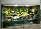 Aquaterrarium / Paludarium für Krokodilschwanzechsen Rotaugen-Buschkrokodile et