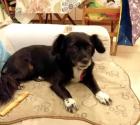 Neli sucht ein passendes Zuhause