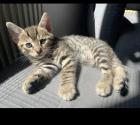Wunderschöne und verschmuste Bengal-Kitten