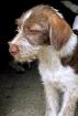 Millie sucht ein passendes Zuhause
