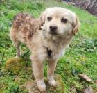 Nala sucht ein passendes Zuhause