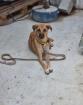 Selma sucht ein passendes Zuhause
