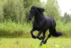 Reitbeteiligung für Friesen/ Pinto-Mix in Verl gesucht