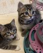 Süße verschmuste Britisch Kurzhaar Britisch Langhaar und mix Kitten Katzenbabys aus liebevoller Zuc