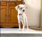 Cori sucht passendes Zuhause