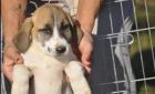 Lusy sucht ein passendes Zuhause