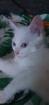 Babykatzen bkhmaincoonmix