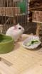 Campbell Hamster Nachwuchs