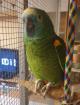 Blaustirn oder Venezuela Amazone gesucht