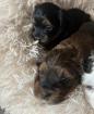 Biewer-Morkie-Havanesawelpen