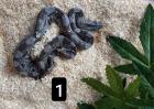 Cay Caulker Boa Belize Nachzuchten