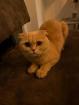 2 British Shorthair Mix / Britisch Kurzhaar Mix Katzen abzugeben