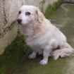 Suki / Status sucht ein Zuhause
