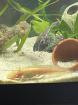 Axolotljungtiere vom 31. 01. 23