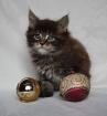 Maine Coon Babys verschmuste kleine Babys suchen liebevolles zu Hause