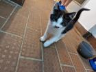 Bauerhofkitten suchen Zuhause katzen Kater kitten