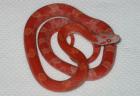 1. 0 Kornnatter lava bloodred poss. het. anery charcoal