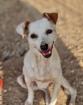Cosima senta notfellchen sucht ein passendes Zuhause
