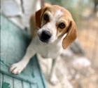 Chiasa sucht ein passendes Zuhause