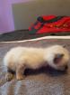 Reinrassige Siam Kitten Balinesisch