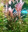 Indische Rotala Aquariumpflanze Versand/ Abholung