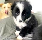 Emmi sucht ein passendes Zuhause
