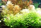 Dreiteiliger Wassernabel Aquariumpflanze Versand/ Abholung