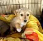 Mona sucht ein passendes Zuhause