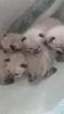 Reinrassige Siam Kitten Balinesisch