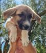 Kardia sucht ein passendes Zuhause