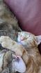 EKH Kitten 4 Monate