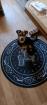 Jack sucht ein neues Zuhause