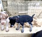 Taro sucht ein passendes Zuhause