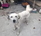 Lotti sucht ein passendes Zuhause