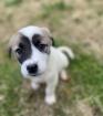 Peanut sucht ein passendes Zuhause