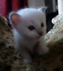 Kleine Schmusetiger suchen Kuschelplatz auf Lebenszeit