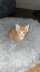 4 süsse Kitten suchen ein Zuhause