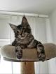 . Tolle Maine Coon kitten mit Stammbaum aus seriöser Zucht .