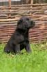 Reinrassige Labrador Welpen