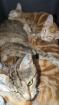 EKH Kitten 4 Monate
