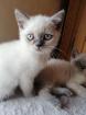 BKH-Kitten lilac-point und blau